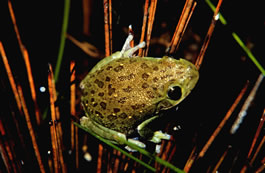 Hyla gratiosa